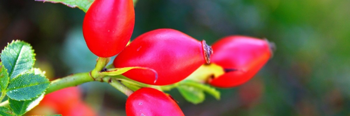 Zayıflama Maratonunun Gizli Şövalyesi